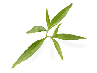 Close up of Andrographis paniculata plant leaves Ayurveda herbal medicine, Aariyat herbal plant in the garden, traditional herbal medicine, Fa Thalai Chon.Clipping path