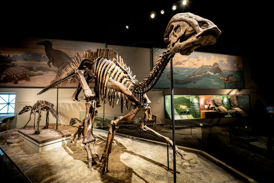 Hadrosauridae Bilder Durchsuchen 741 Archivfotos, und