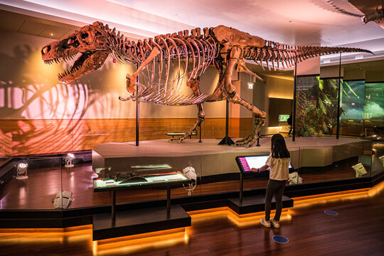 View of the famous fossil of Sue, a huge T. rex, at the Evolving Planet evolution exhibition at the Field Natural History Museum in Chicago, IL, USA