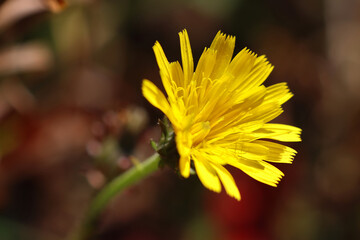 Flower of hawkweed oxtongue (Picris hieracioides). Picris is from the Greek picros meaning...