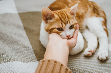 Fototapeta na wymiar Owner caressing a ginger cat. Close-up portrait