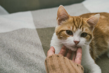 Owner caressing a ginger cat. Close-up portrait