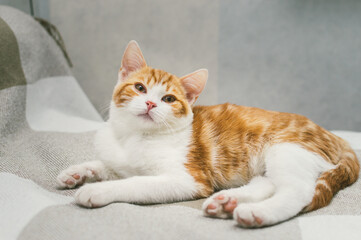 Portrait of a beautiful ginger cat close up on the bed
