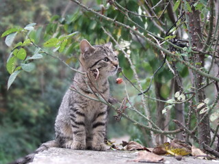 bengal cat in the forest