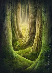 Fototapeten Wald mit großen Bäumen © Elena Schweitzer
