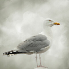 A portrait of the Great black-backed gull, the world's largest gull.