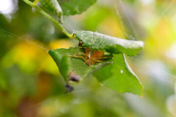 spider araneus pallidus camouflaged on a fig leaf