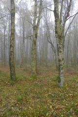 Das Naturschutzgebiet "Schwarzes Moor" im Nebel, Biosphärenreservat Rhön, Unterfranken, Franken, Bayern, Deutschland.
