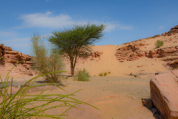 Fototapeta na wymiar Red Canyon in the Senai Peninsula Desert