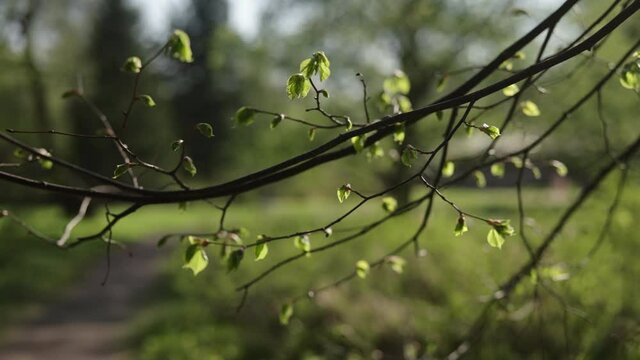 Slow motion gimbal shot of fresh young leaves on linden tree branch