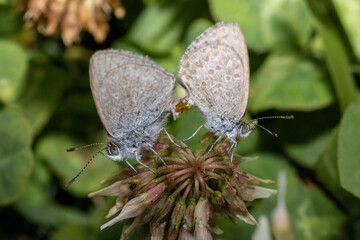 Naklejka premium Common Blue Grass Butterflies mating