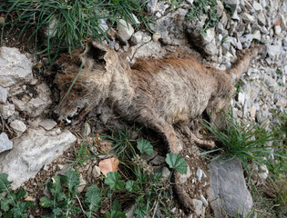 Dead fox in a forest in Spain