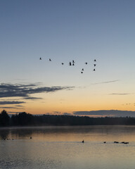 Obraz na płótnie Canvas birds on the lake