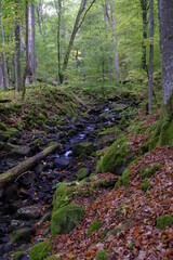 Der Eisgraben im Naturwaldreservat Eisgraben bei Hausen in der Rhön, Biosphärenreservat Rhön, Unterfranken, Franken, Bayern, Deutschland.