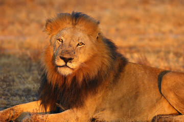 The Transvaal lion (Panthera leo krugeri), also known as the Southeast African lion or Kalahari lion, portrait.
