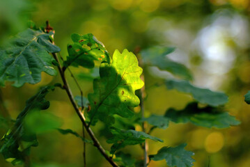 sunlight penetrates through oak leaves in the forest