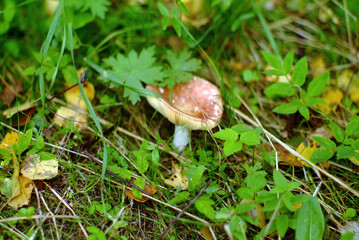 a little Russule in the grass in the forest