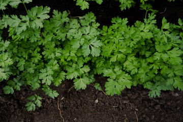 Delicate leaves of parsley close-up. Healthy and vitamin green edible plants in the garden. Harvest from fresh herbs in a rustic vegetable garden.