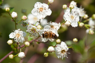 Sydney Australia, bee feeding on white flowers of of fruit tree