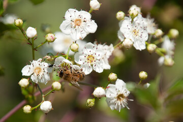 Sydney Australia, bee feeding on white flowers of of fruit tree