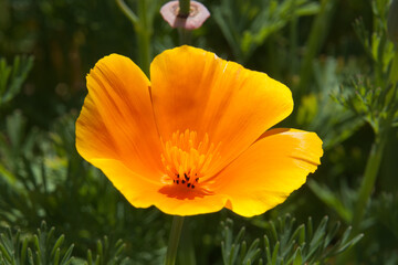 Sydney Australia, orange flower of a eschscholzia californica known as California poppy or golden poppy 