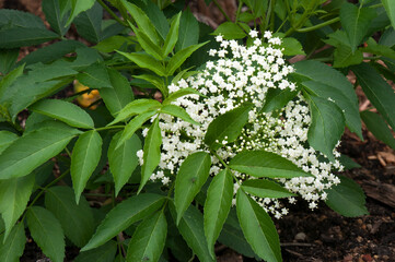 Obraz premium Sydney Australia, an elderberry plant with white flowers 