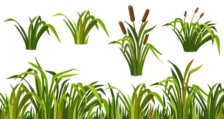 Marsh reed, grass. Set of swamp cattails. Vector bulrush for computer games isolated on white background.