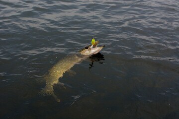 Summer fishing, pike fishing, spinning on the lake