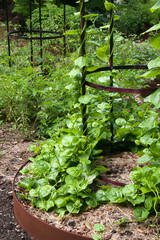 Sydney Australia, climbing basella alba or malabar spinach in veggie patch