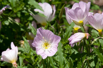 Sydney Australia, pink flowers of a oenothera speciosa or evening primrose plant in the sunshine