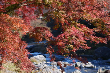 Red leaves(Japanese)