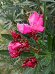 pink rose in garden