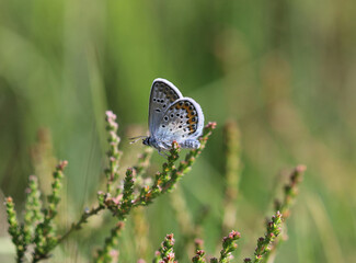 Argus-Bläuling - Silver-studded blue
