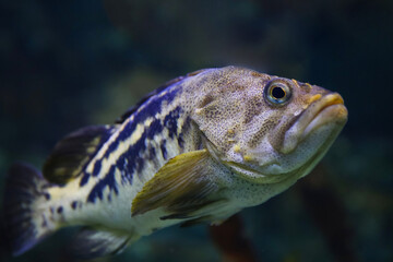 Swimming Black rockfish Sebastes schlegeli.  Fish in the aquarium. Fish under water.
