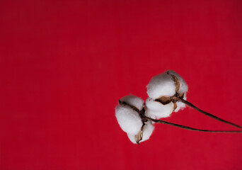 cotton flowers on red background minimalist aesthetics photo