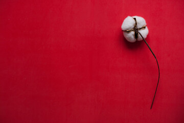 minimalist flat lay of cotton flower on red background