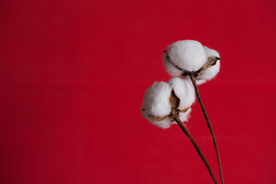 cotton flowers on red background minimalist aesthetics photo