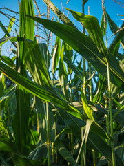 Corn field close-up against the blue sky.