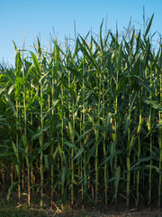 Corn field in clear day against blue sky.