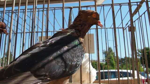 Illyrian pigeon, Columba Illyrica, or as it is also called Dalmatian pigeon, Dalmatian gimpla or Archangel. Dove with brown hairless and black wings. Bird in a cage at an exhibition. Bird breeding.
