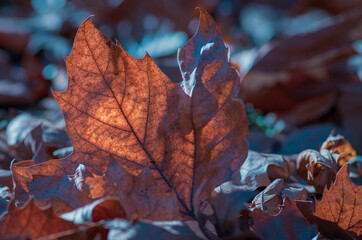 autumn leaves on the ground 
Maple leave tree