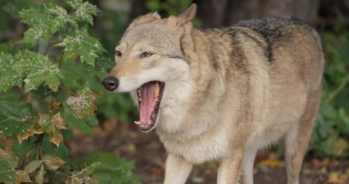 Wolf (Canis lupus), also known as the gray wolf is the largest extant member of the family Canidae. Wolves are the largest wild member of the dog family.
