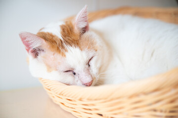 Fototapeta na wymiar かごの中で眠る猫
