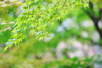 春真っ盛りの新緑