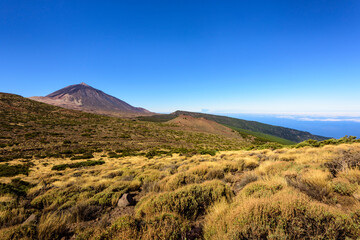 Yellow bushes and Teide Volcano against blue sky, Tenerife, Spain