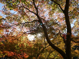 香嵐渓の紅葉