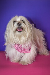 Shih Tzu dog on pink and purple background