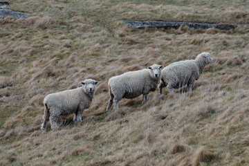 Three sheep in a row looking out in the middle of a field