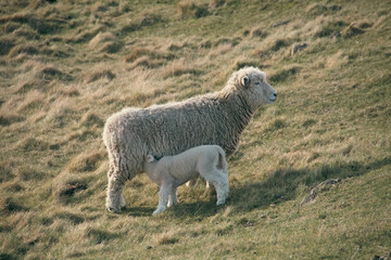 Cordero mamando de la Oveja madre en el campo 