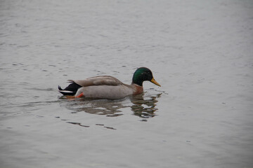 Pato nadando por el lago 